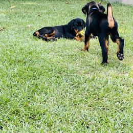 Doberman Pinscher Puppies from TeatreeDoberman