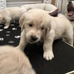 Yellow collar - Light golden female Golden Retriever puppy in Ingleside, Texas from Sweetbay Goldens