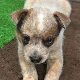 Scotch - Red speckled male Australian Cattle Dog puppy in Christmas, Florida from OverTime Cattle Dogs