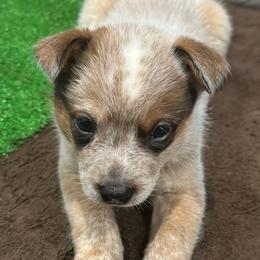 Scotch - Red speckled male Australian Cattle Dog puppy in Christmas, Florida from OverTime Cattle Dogs