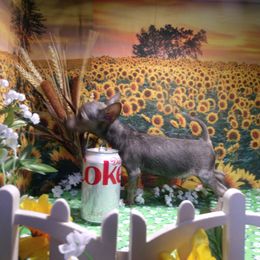 Yorkshire Terrier Puppies from Kristy Jamroz's Yorkshire Terriers