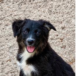 Strawberry - Black tri female Miniature Australian Shepherd puppy in Iola, Texas from MK Aussies
