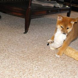 Shiba Inu Puppies from Little City Shibas