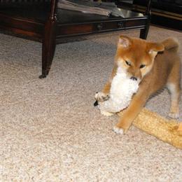 Shiba Inu Puppies from Little City Shibas
