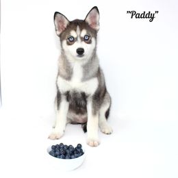 Paddy - Gray and white female Pomsky puppy in Murfreesboro, Tennessee from Middle Tennessee Pomskies