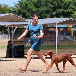 Vizsla All Grown Up from Alaea Farm & Kennel