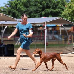 Vizsla All Grown Up from Alaea Farm & Kennel