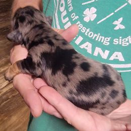 THOR - Dapple male Dachshund puppy in Fort Worth, Texas from Chadwick Farms Mini Dachshunds