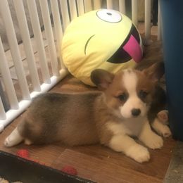 Golden Retriever and Pembroke Welsh Corgi Puppies from Shire Springs Kennels