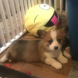Golden Retriever and Pembroke Welsh Corgi Puppies from Shire Springs Kennels