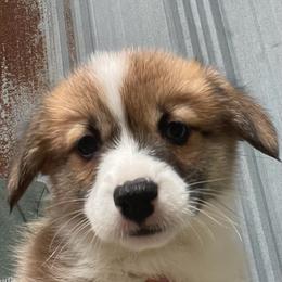 Scooby - Sable male Pembroke Welsh Corgi puppy in Adairsville, Georgia from R&R Corgis
