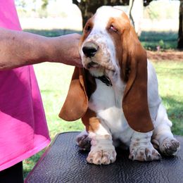 Icon (all clear) - Mahogany and white Basset Hound puppy in Morton, Mississippi from Magnolia Basset Hounds
