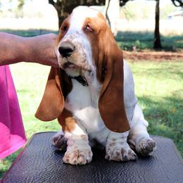 Icon (all clear) - Mahogany and white Basset Hound puppy in Morton, Mississippi from Magnolia Basset Hounds
