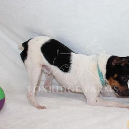 Toy Fox Terrier All Grown Up from Foxridge Farms