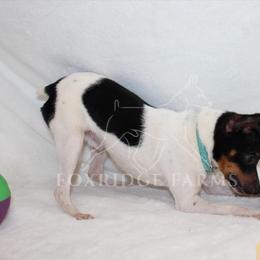 Toy Fox Terrier All Grown Up from Foxridge Farms