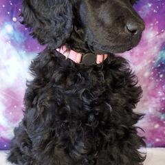 Jyn - Poodle puppy in Littleton, Colorado from Fireside Standard Poodles