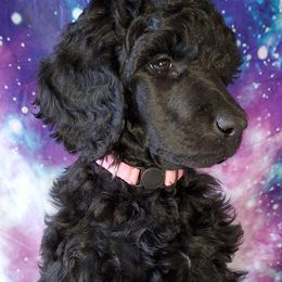 Jyn - Poodle puppy in Littleton, Colorado from Fireside Standard Poodles