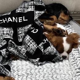 Cavalier King Charles Spaniel Puppies from Stargazer Cavaliers