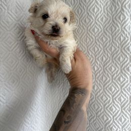Delilah - Cream female Maltipoo puppy in Philadelphia, Pennsylvania from HMH’s Boxers, Maltipoos & Cavaliers