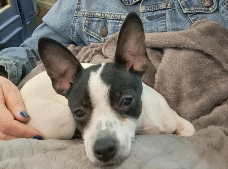 Rat Terrier Puppies from CaliRats Rat Terriers