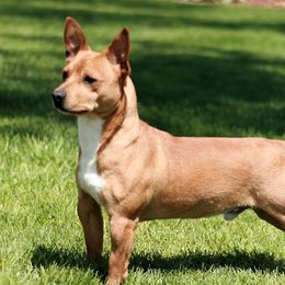 Spider - Teddy Roosevelt Terrier