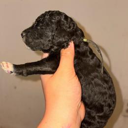 Orion - Black male Poodle puppy in Toledo, Ohio from Exquisite Dalmatians & Standard Poodles