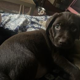 AKC Kayso - Chocolate male Labrador Retriever puppy in Elgin, South Carolina from Silver Bells Paw Prints