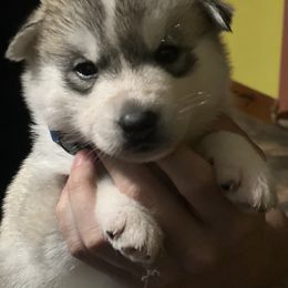 Siberian Husky Puppies from Sovereign Siberians