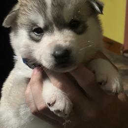 Siberian Husky Puppies from Sovereign Siberians