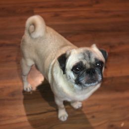 Fancy - Pug