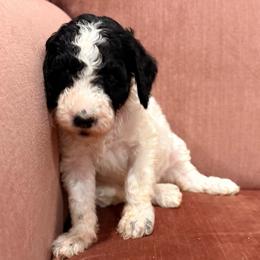 Tiger Lily - Parti female Goldendoodle puppy in Pittsburg, Texas from Peachy Pine Goldendoodles