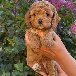 Indie - Apricot female Assorted Doodle Crosses puppy in Yuba City, California from Lucky Day Doodles