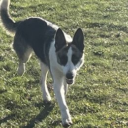 Ana - German Shepherd