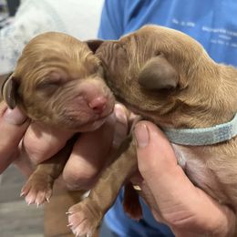 Golden Retriever Puppies from Schueller's Golden Retrievers
