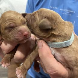 Golden Retriever Puppies from Schueller's Golden Retrievers