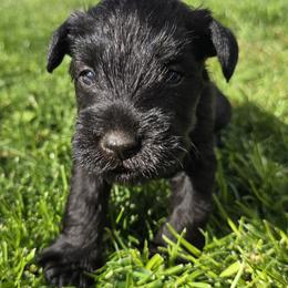 Miniature Schnauzer puppies from Tina Lusk's Miniature Schnauzers
