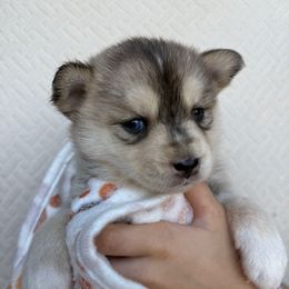 Sequoia - Black and white female Pomsky puppy in Greenfield, Minnesota from SRF Pomskies