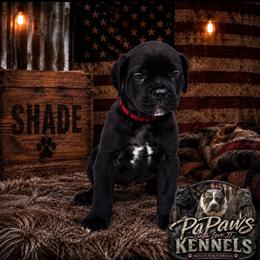 Shade - Black male Cane Corso puppy in El Paso, Texas from PaPaws Gotta Love It Kennels