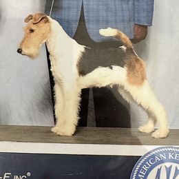 Wire Fox Terriers from CharLaDan
