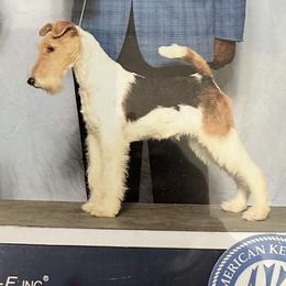 Wire Fox Terriers from CharLaDan