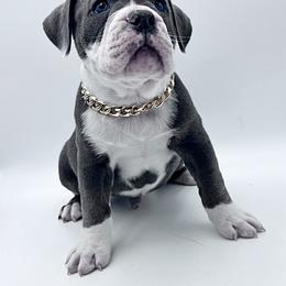 Silo - Black and white male Olde English Bulldogge puppy in Camdenton, Missouri from Mule Pool Olde English Bulldogges