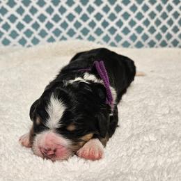 Pixel - Tri-color female Bernedoodle puppy in Flat Rock, North Carolina from Sukisdoodles