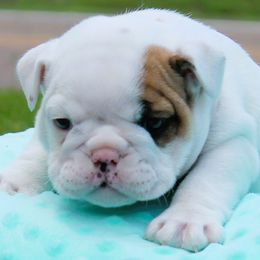 Vinny - Bulldog puppy from MS Magnolia Bulldogs