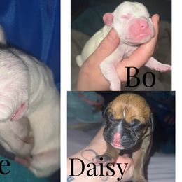 Boxer Puppies from Rowe’s Royal Boxers
