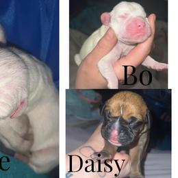 Boxer Puppies from Rowe’s Royal Boxers