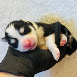 Vegas - Black female Pomsky puppy in Mc Minnville, Oregon from West Coast Pomskies