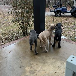 Great Dane Puppies from Leslie Woodard's Great Danes