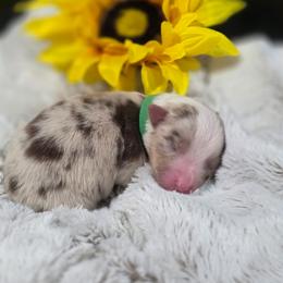 Green Collar - Red merle female Miniature American Shepherd puppy in Statesboro, Georgia from Azure Miniature American Shepherds