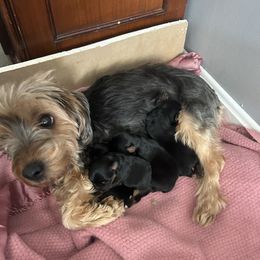 Klo - Yorkshire Terrier