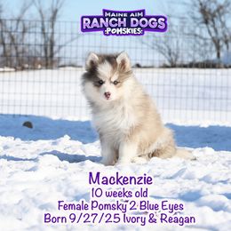 Mackenzie - Blue female Pomsky puppy in Humeston, Iowa from M.A.R. Dogs